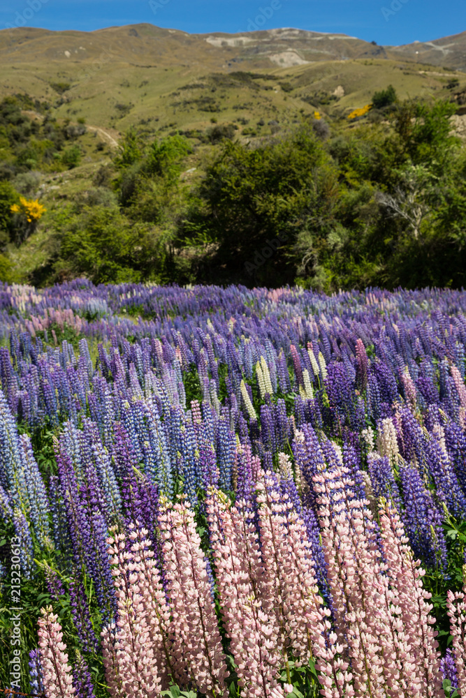 Purple and pink Foxglove plants, South Island, New Zealand Purple and pink Foxglove plants, South Island, New Zealand