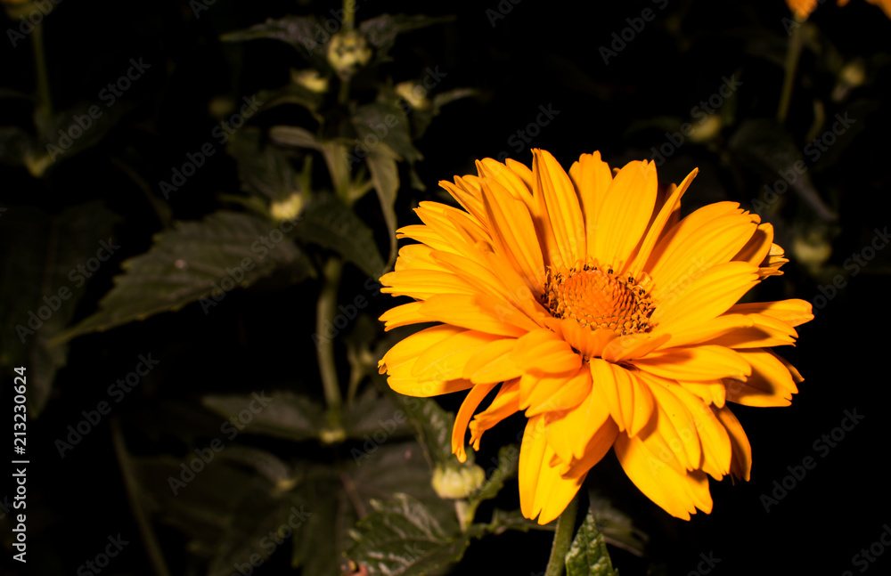 Flowers close-up in the evening Flowers close-up in the evening