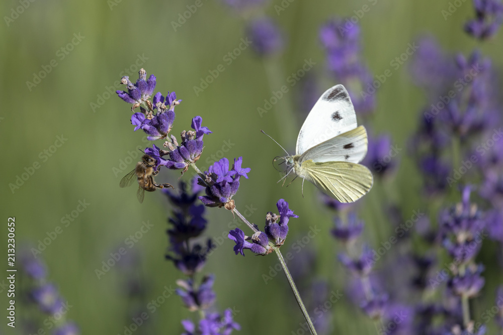 Naklejka premium Schmetterling fliegt an Lavendel mit Biene