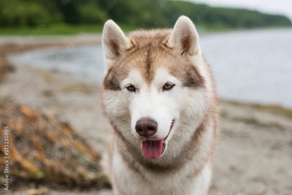 Close-up portrait of Siberian husky dog on the sea shore in summer Close-up portrait of Siberian husky dog on the sea shore in summer