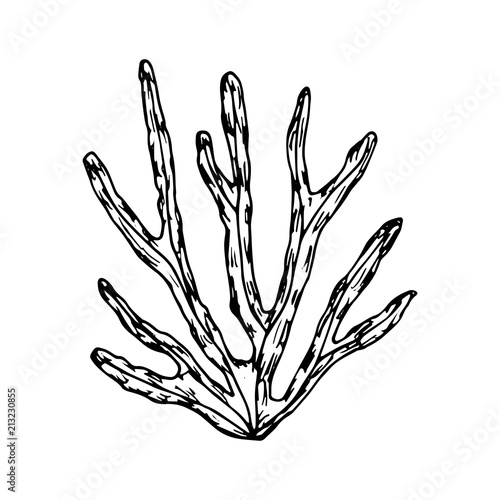 seaweed sketch sea plants. vector isolated