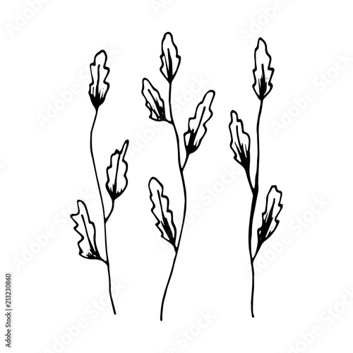 seaweed sketch sea plants. vector