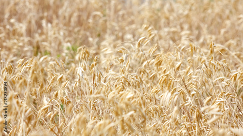 Wheat ears on field in sunny day