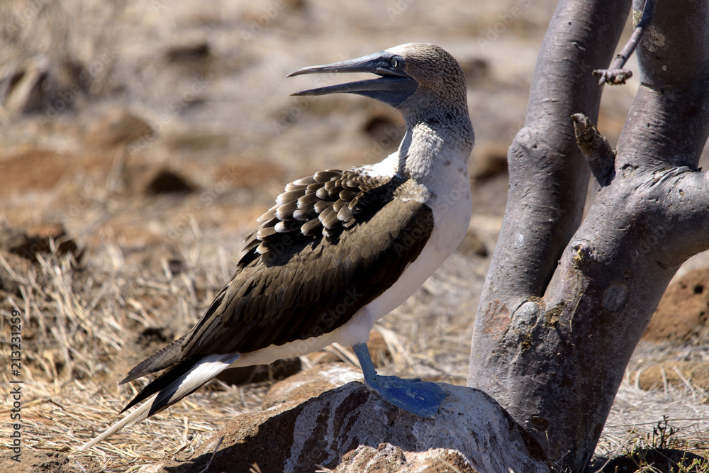 Obraz premium A blue-footed booby looks back