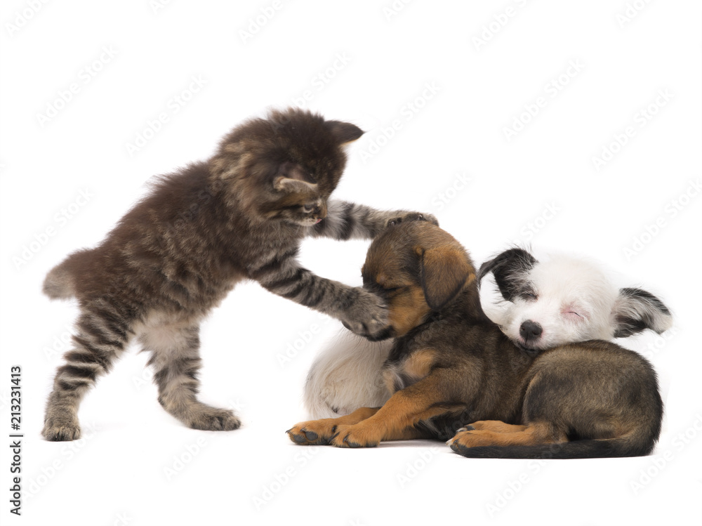 kitten tries to wake up sleeping kitten tries to wake up sleeping