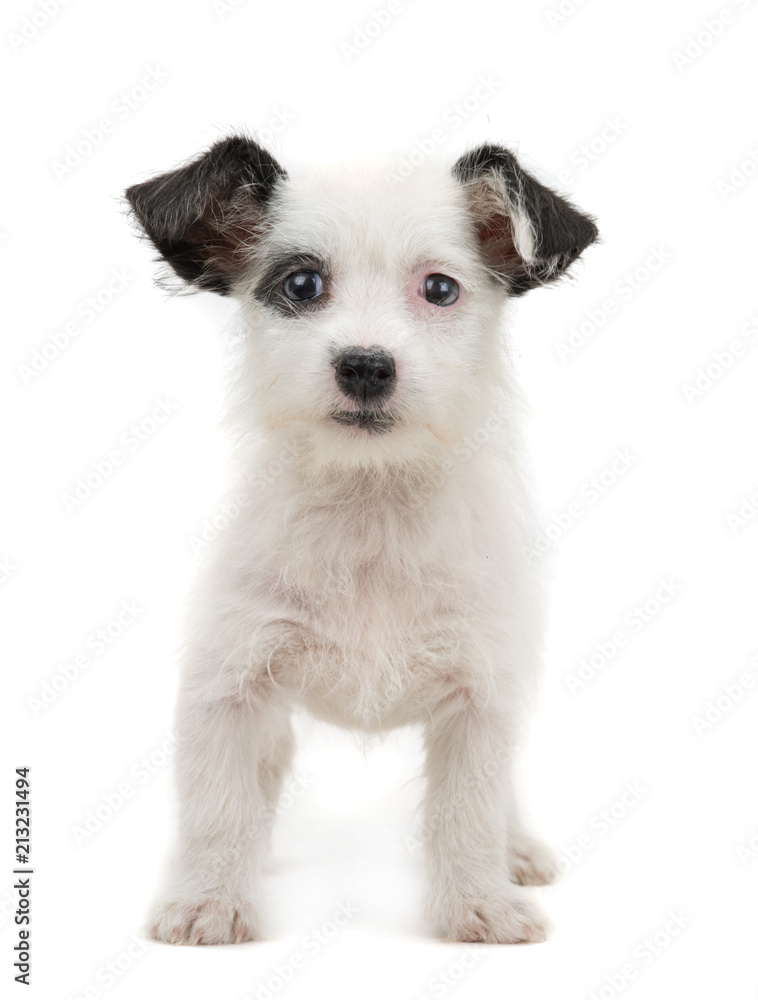 white puppy white puppy