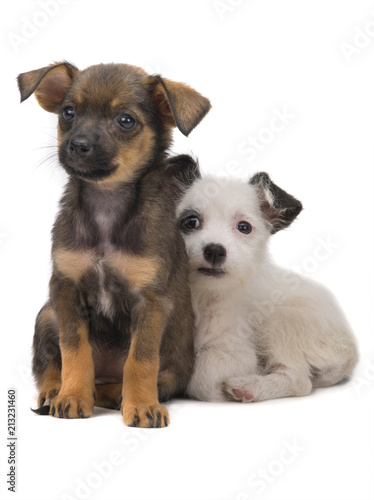 two puppy isolated