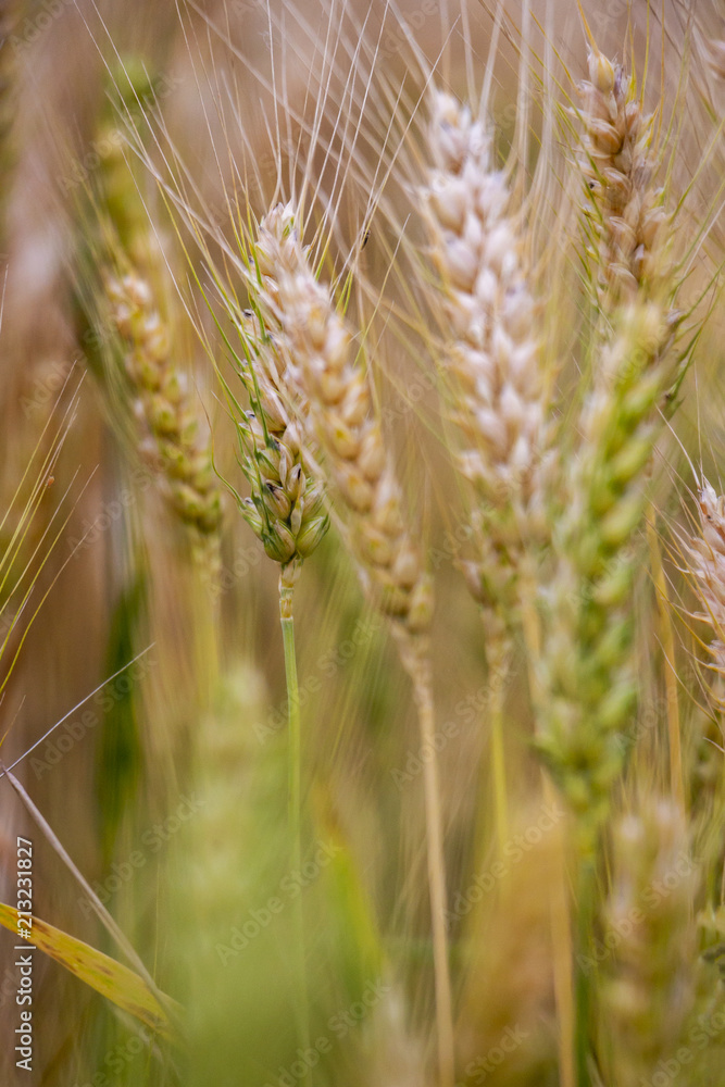 June wheat ears in cornfield, blurred texture background June wheat ears in cornfield, blurred texture background