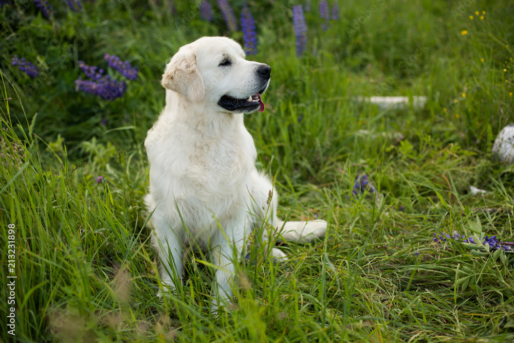 Profile portrait of beautiful golden retriever dog sitting in the green grass and violet flowers