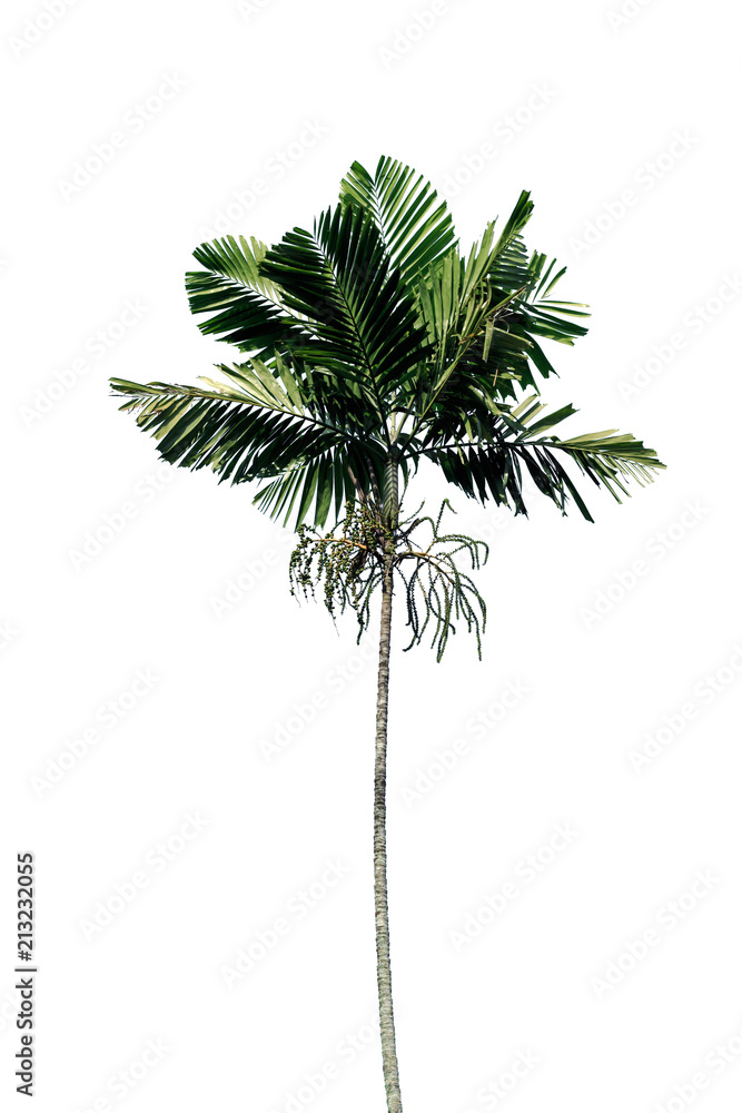 Tree Tree