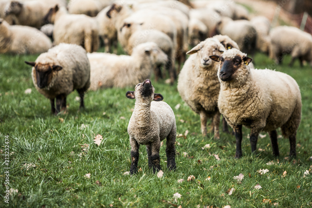Naklejka premium Sheep-farming, Sheep Herd is Agricultural Activity in Rural Germany