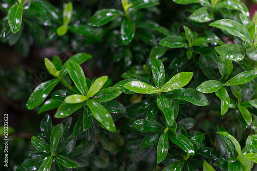 Green leaves. Gardening. Background