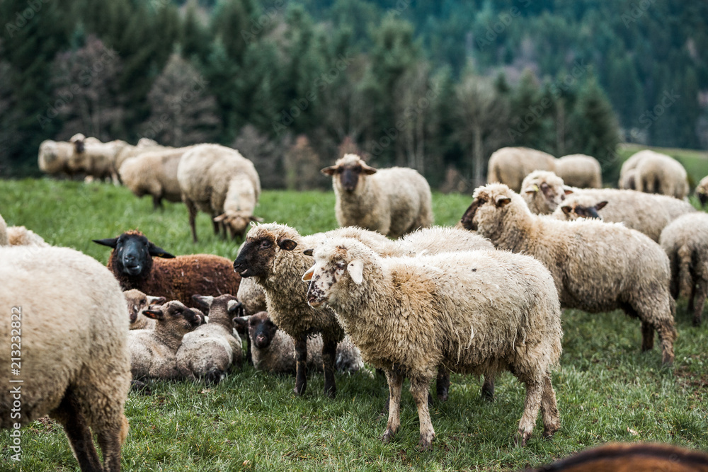 Sheep-farming, Sheep Herd is Agricultural Activity in Rural Germany Sheep-farming, Sheep Herd is Agricultural Activity in Rural Germany