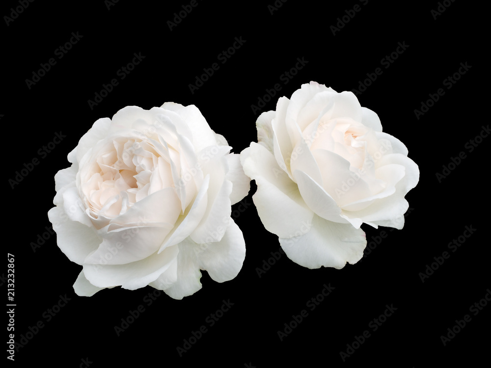Obraz premium Dwie białe róże