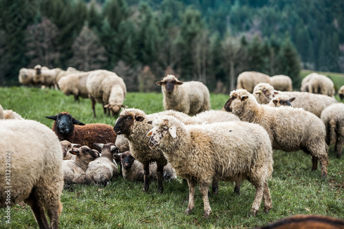 Fototapeta Naklejka Na Ścianę i Meble -  Sheep-farming, Sheep Herd is Agricultural Activity in Rural Germany