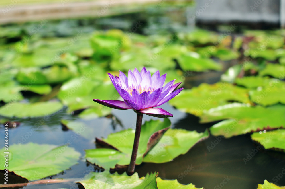blooming floating purple waterlily in lake garden, shots from different angles blooming floating purple waterlily in lake garden, shots from different angles