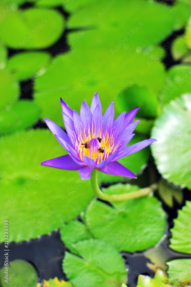 blooming floating purple waterlily in lake garden, shots from different angles blooming floating purple waterlily in lake garden, shots from different angles