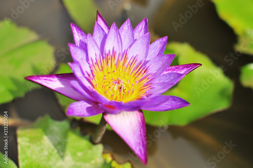 blooming floating purple waterlily in lake garden, shots from different angles
