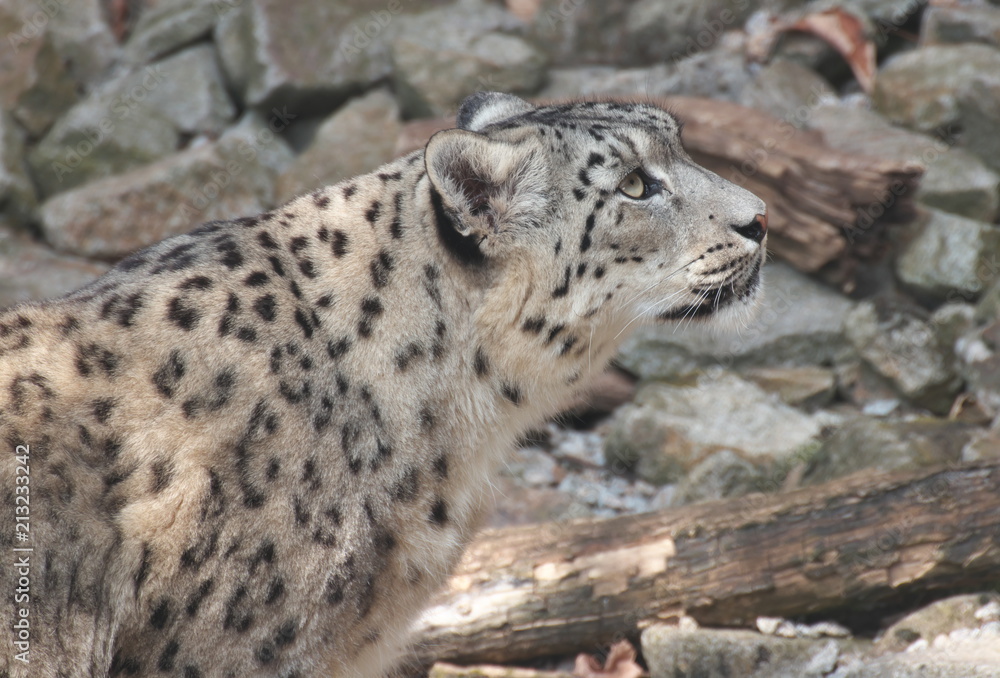 Schneeleopard Schneeleopard
