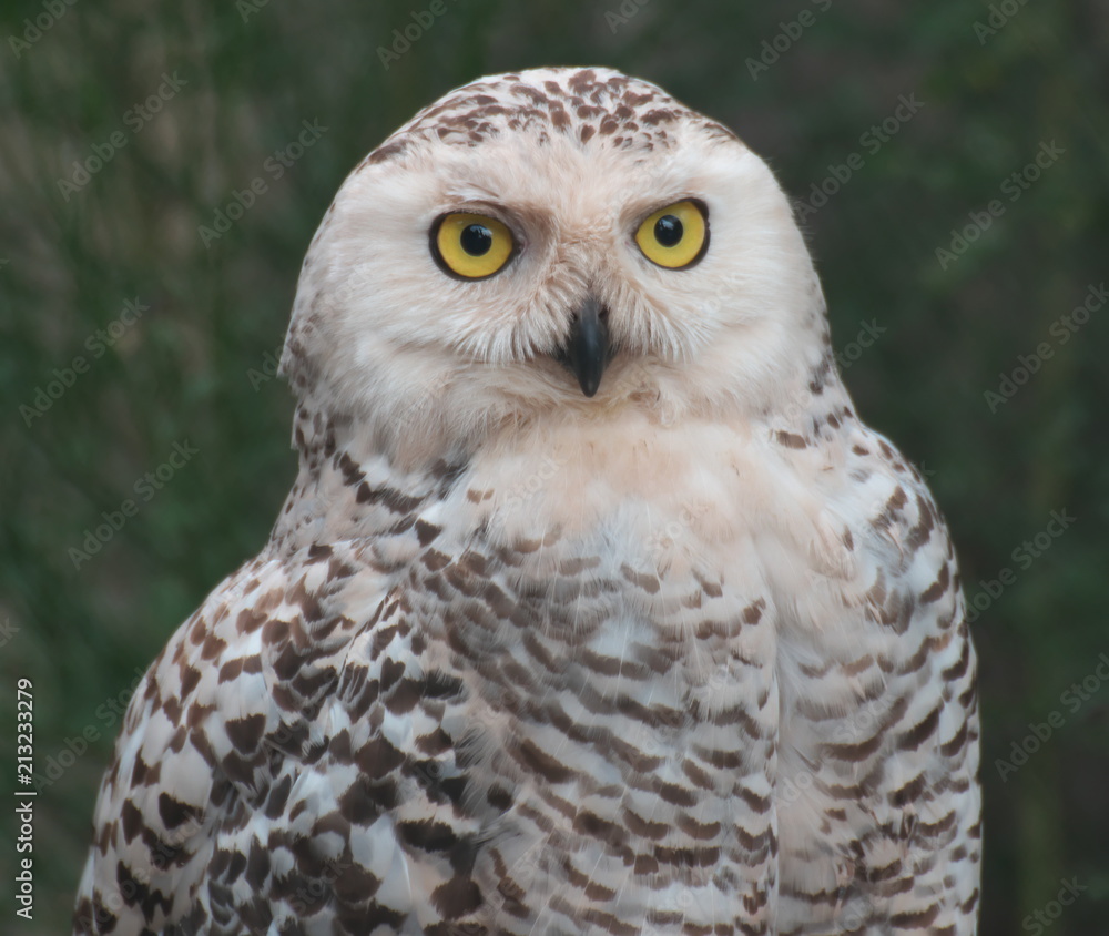 Obraz premium Portrait einer Schneeeule