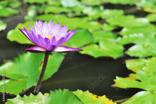 blooming floating purple waterlily in lake garden  shots from different angles