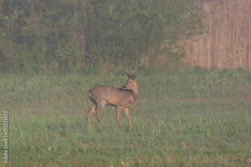 young roebuck standing in mist in grassland