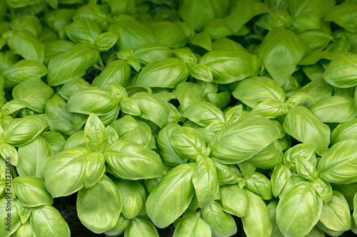 fresh basil plant. Italian organic aromatic leaves (copy space on the top of image)