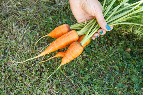 Female gardener hand is holding carrots with stems just picked in the garden. Just harvested fresh vegetable