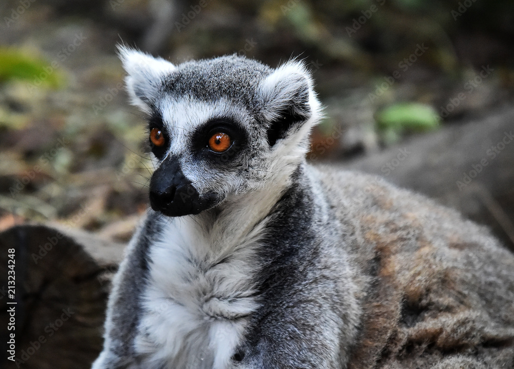 lemur de cola anillada lemur de cola anillada