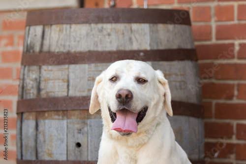 A simling dog sitting in front of a barrel at a local brewery photo