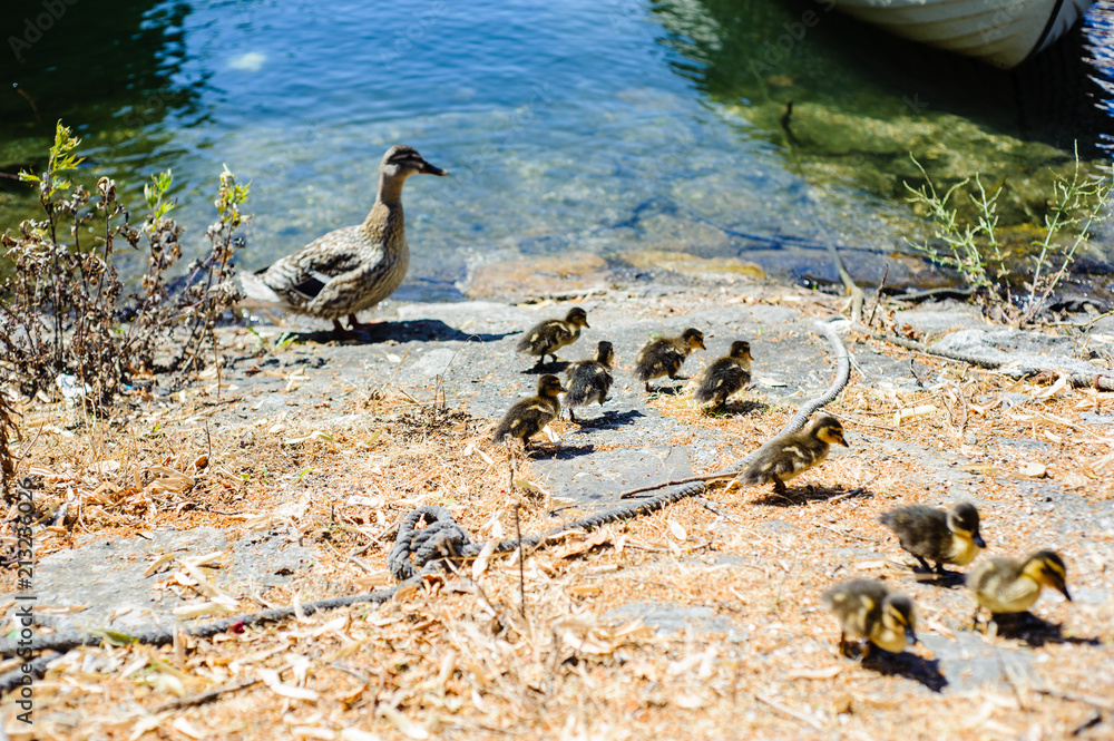 duck with little chicks looking for food around the harbor