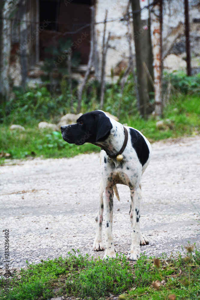 Bahçedeki köpek