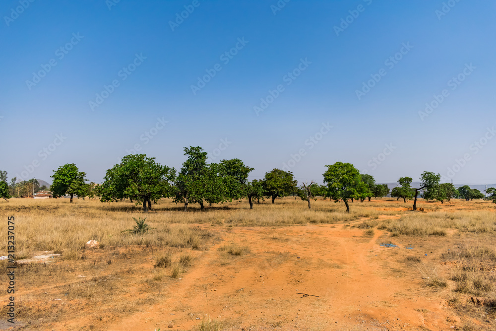 View of a dry landscape with a lot of fig tree in a rural village dry field. View of a dry landscape with a lot of fig tree in a rural village dry field.