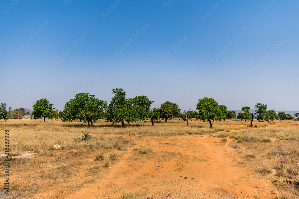 View of a dry landscape with a lot of fig tree in a rural village dry field. View of a dry landscape with a lot of fig tree in a rural village dry field.