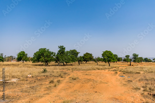 View of a dry landscape with a lot of fig tree in a rural village dry field.