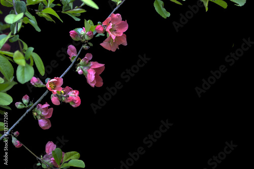 Fototapeta Naklejka Na Ścianę i Meble -  Flowers on black background - colorful blooming spring flowers of bushes and trees