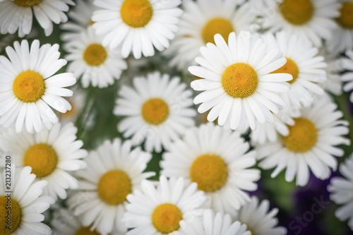 Camomile flower close-up on a blurred background of other chamomiles  soft focus with shallow depth of field