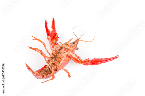 Raw crayfish closeup on white background