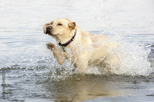 Labrador loopt door het water