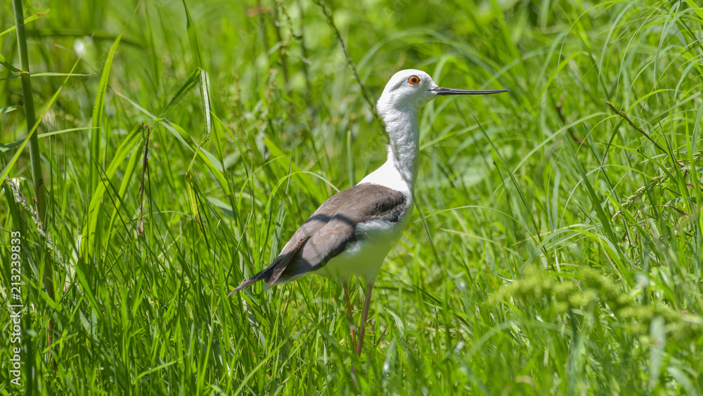Naklejka premium Cavaliere d'Italia in primo piano, tra l'erba verde