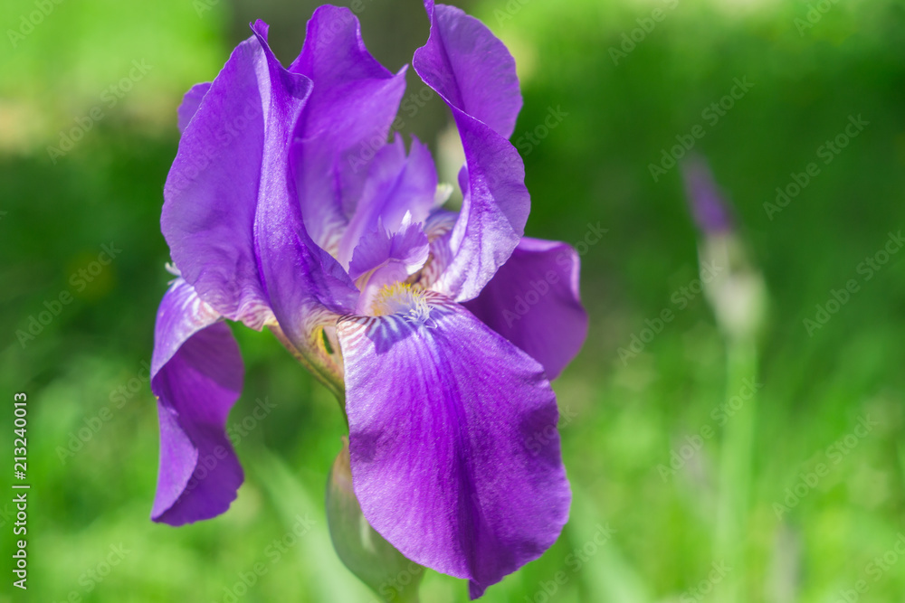 irises flowers in the garden irises flowers in the garden