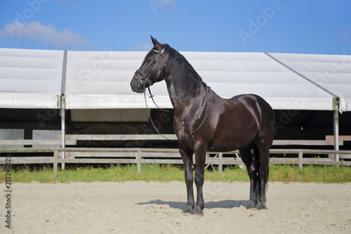 cheval noir croisement Alençon et pur sang arabe