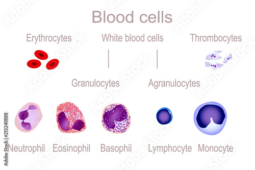 blood cells