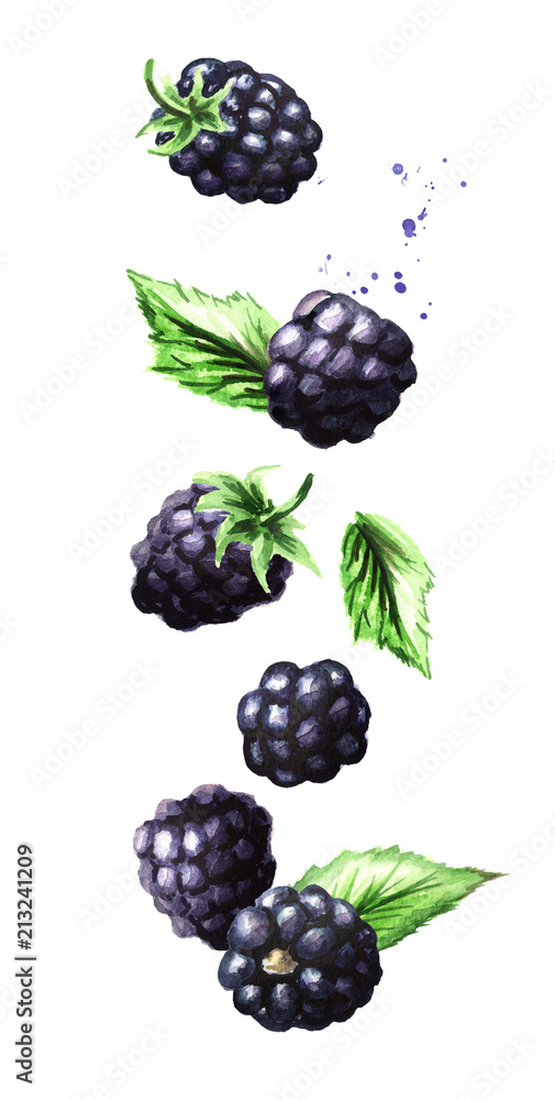 Falling ripe berries blackberry, vertical composition. Watercolor hand drawn illustration,  isolated on white background