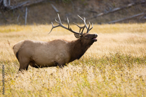 Bugling Elk