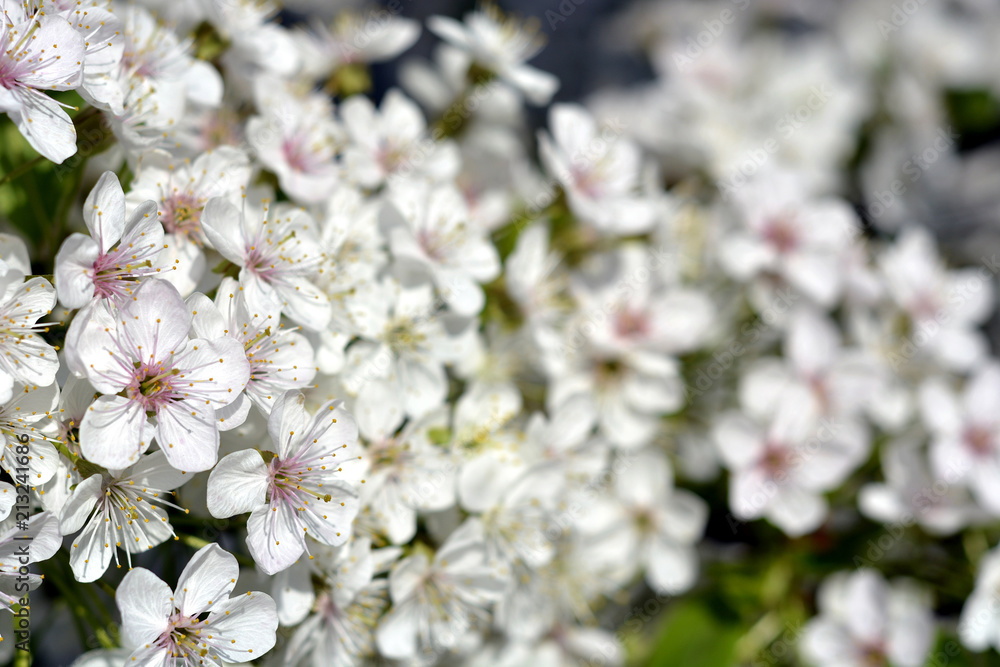Spring flowering white Flowers of cherries and green leaves. Spring flowering white Flowers of cherries and green leaves.