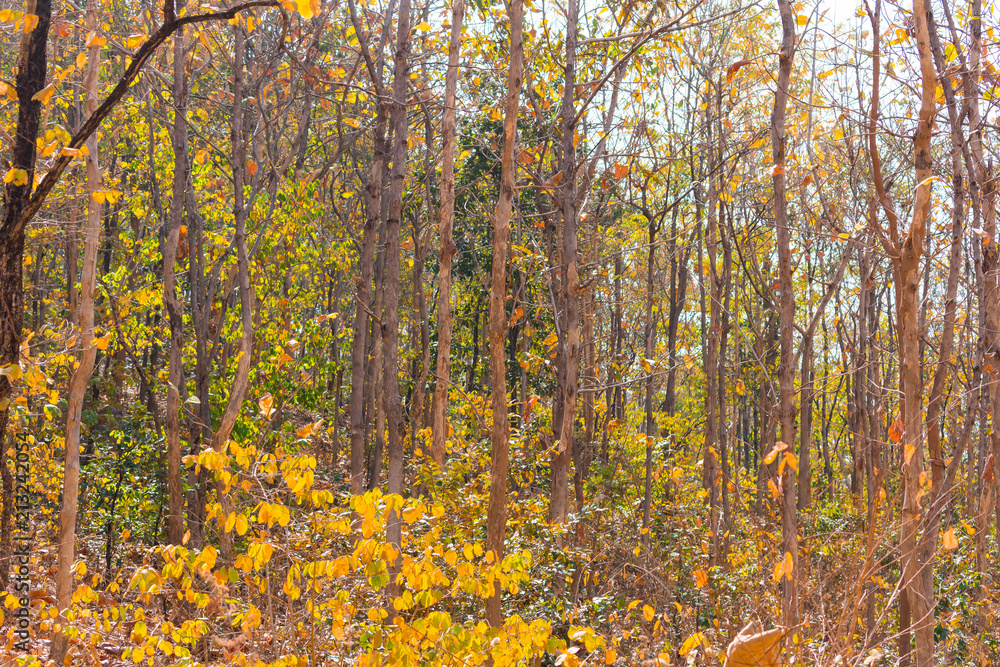 Obraz premium Close view of Indian forest trees autumn in rocky mountain looking awesome in summer season.