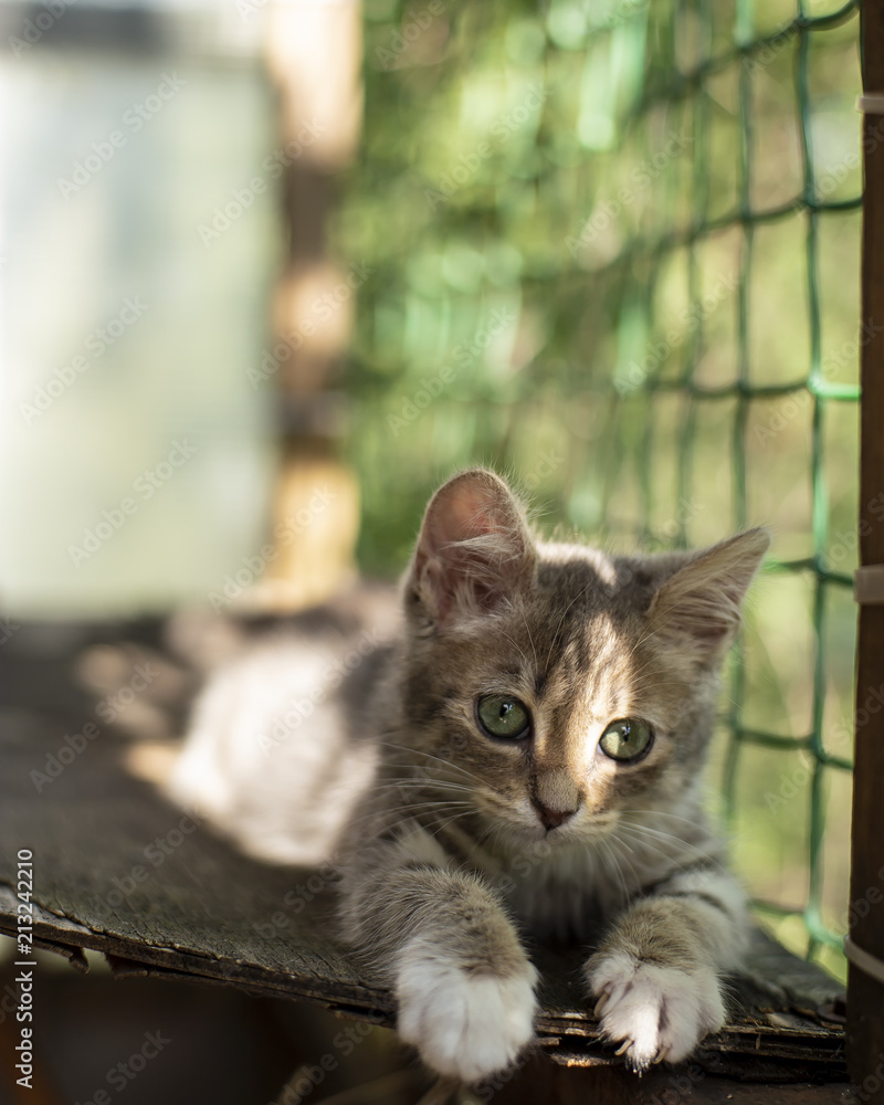 Small cute kitten is relaxed and basking in the sun on the balcony, on the old plywood, with a blurred background of green trees. Close-up.