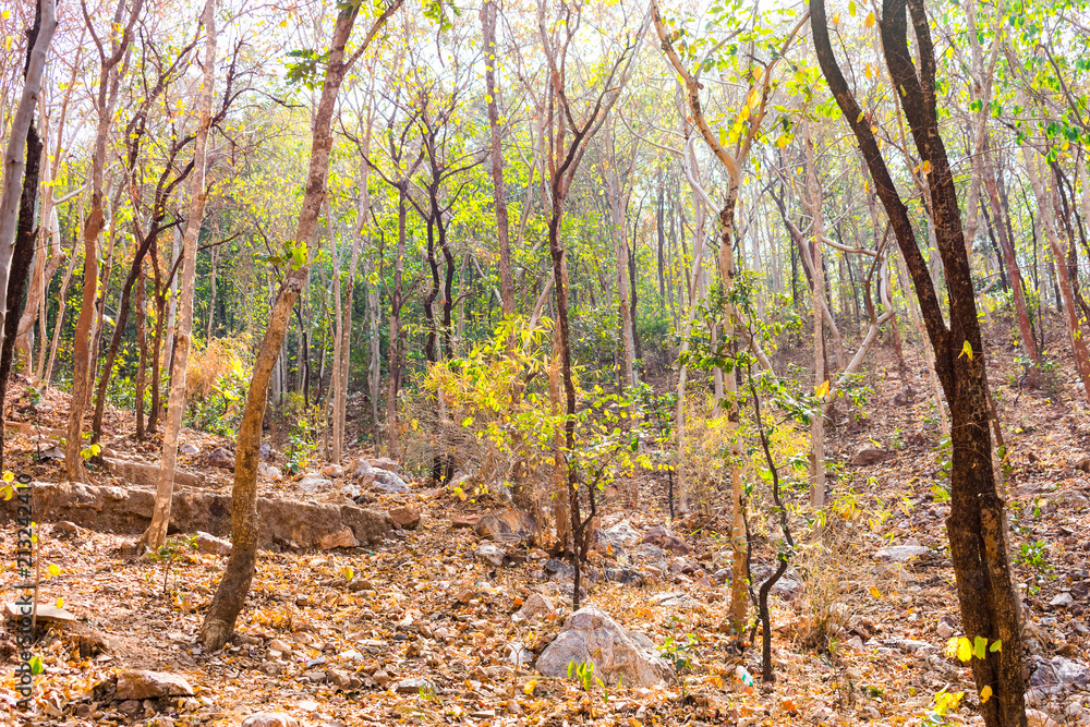 Close view of Indian forest trees autumn in rocky mountain looking awesome in summer season. Close view of Indian forest trees autumn in rocky mountain looking awesome in summer season.