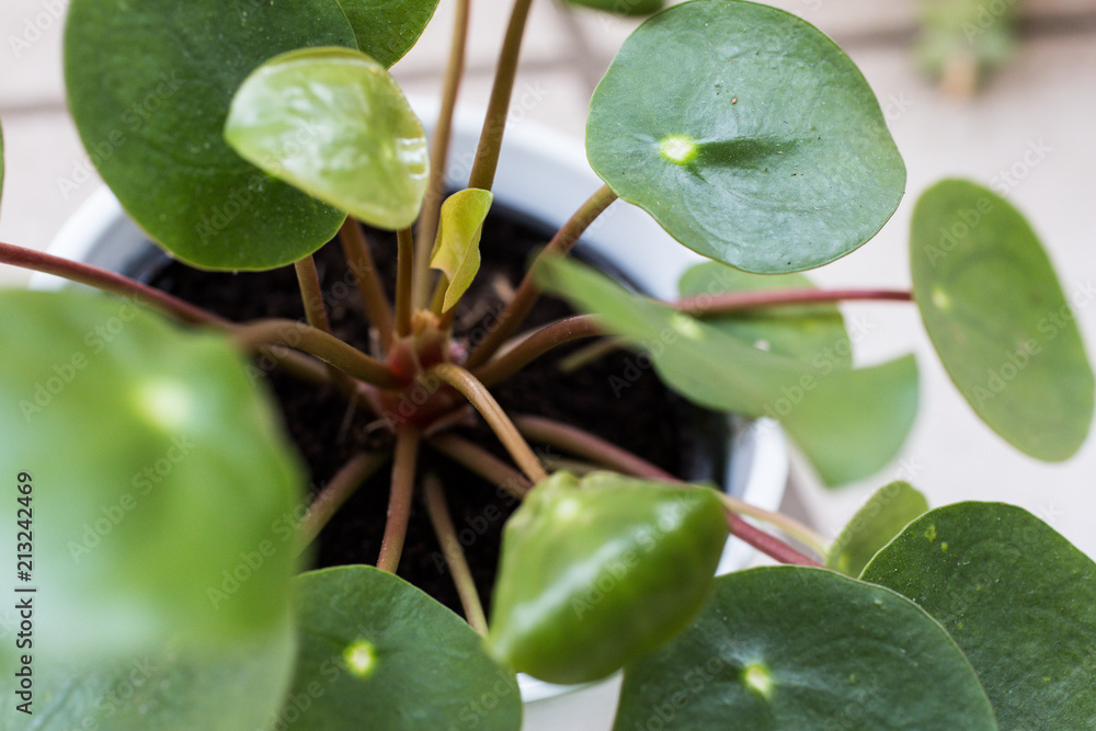pancake plant pilea peperomioides details close-up macro photo with little fresh leaf